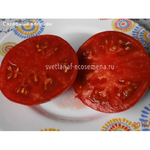 Сахарный великан