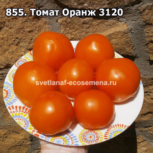 Томат Оранж 3120