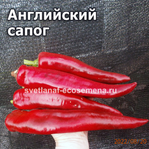 Английский  сапог (English boot)